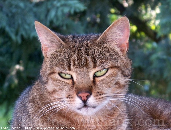 Photo de Chat domestique