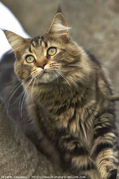 Photo de Maine coon