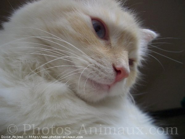 Photo de Ragdoll