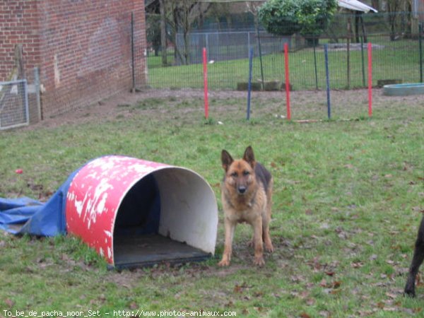 Photo de Berger allemand  poil court