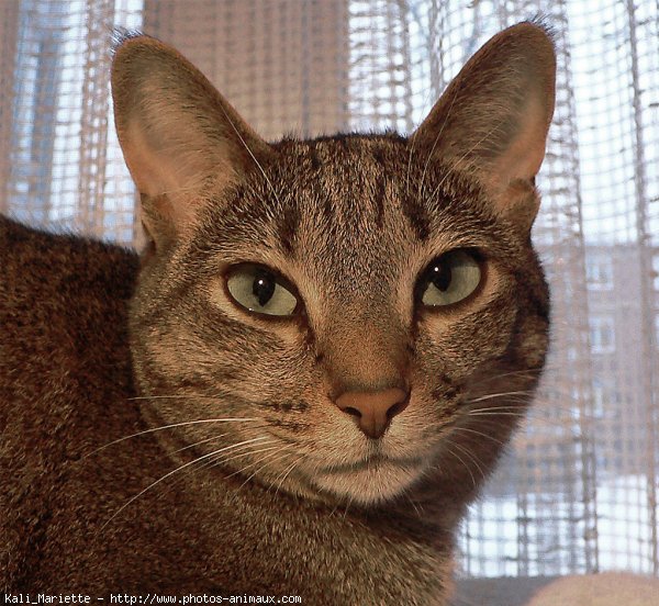 Photo d'Ocicat