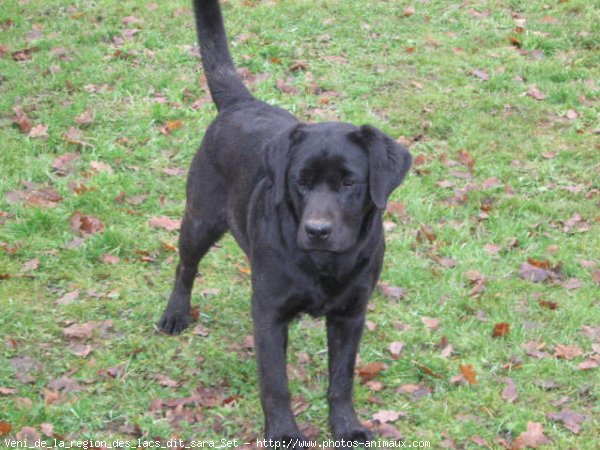 Photo de Labrador retriever