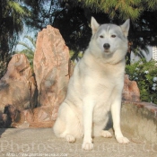 Photo de Husky siberien