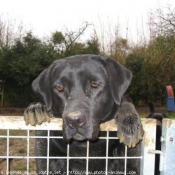 Photo de Labrador retriever