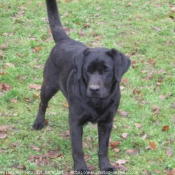 Photo de Labrador retriever