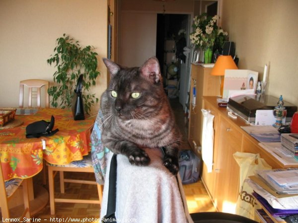 Photo de Chat domestique