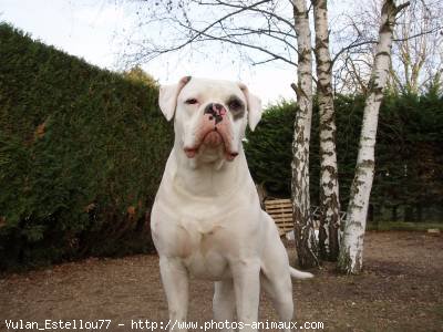 Photo de Bulldog americain