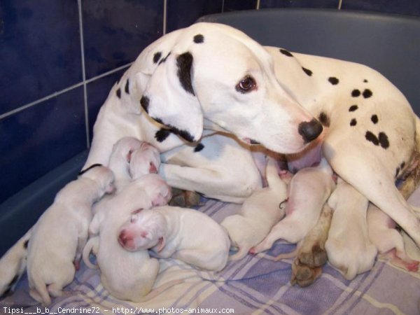 Photo de Dalmatien