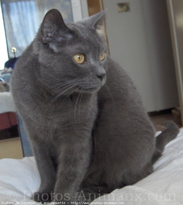 Photo de Chartreux