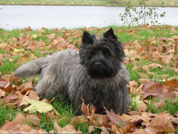 Photo de Cairn terrier