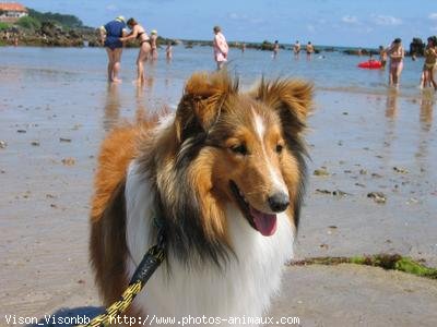 Photo de Chien de berger des shetland