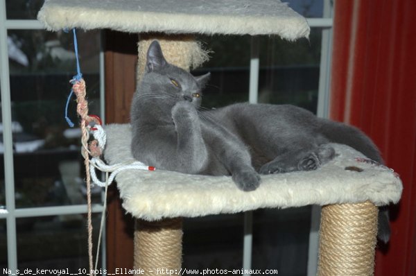 Photo de Chartreux