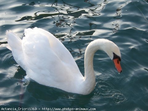 Photo de Cygne