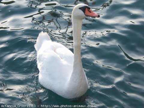 Photo de Cygne