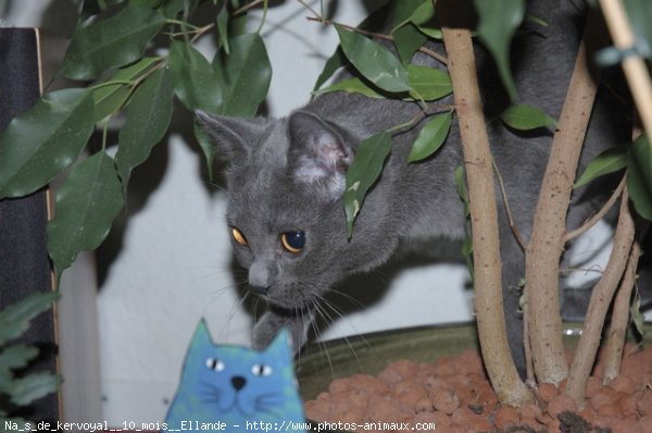 Photo de Chartreux