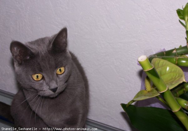 Photo de Chartreux