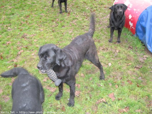 Photo de Labrador retriever