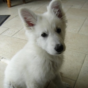 Photo de Berger blanc suisse