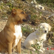 Photo de Races diffrentes