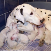 Photo de Dalmatien