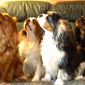 Photo de Cavalier king charles spaniel