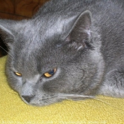 Photo de Chartreux