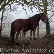 Photo de Races diffrentes