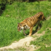 Photo de Tigre