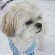 Photo de Shih tzu