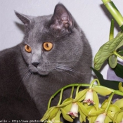 Photo de Chartreux