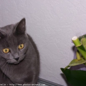 Photo de Chartreux