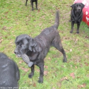 Photo de Labrador retriever