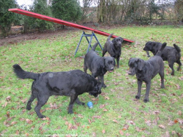 Photo de Labrador retriever