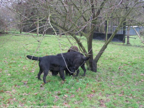 Photo de Labrador retriever