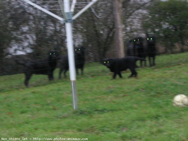 Photo de Labrador retriever