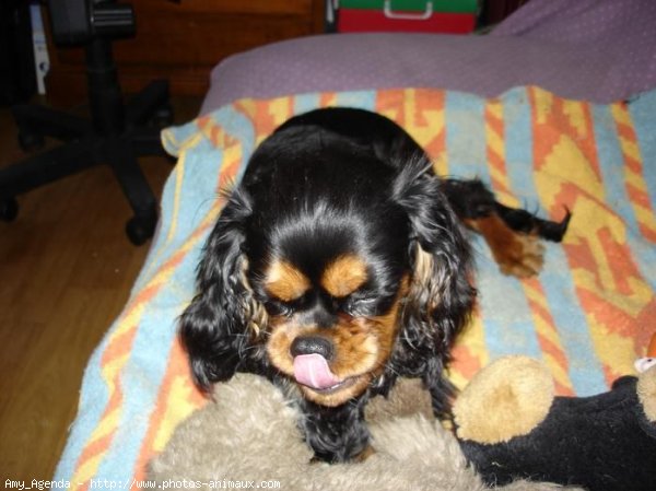 Photo de Cavalier king charles spaniel