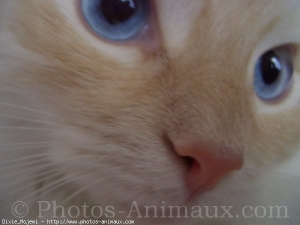 Photo de Ragdoll