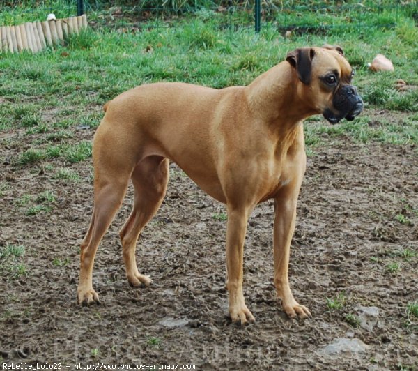 Photo de Boxer