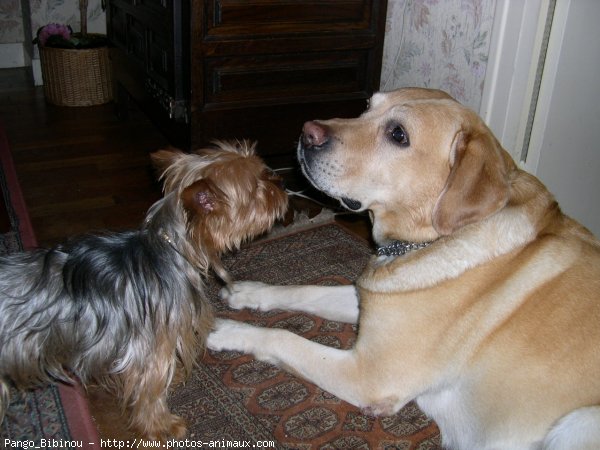 Photo de Labrador retriever