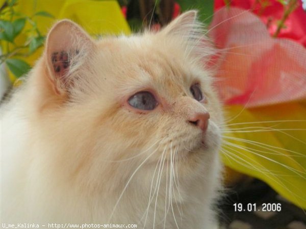 Photo de Sacr de birmanie