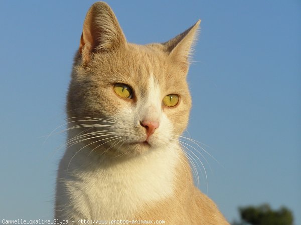 Photo de Chat domestique