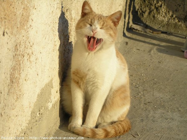 Photo de Chat domestique