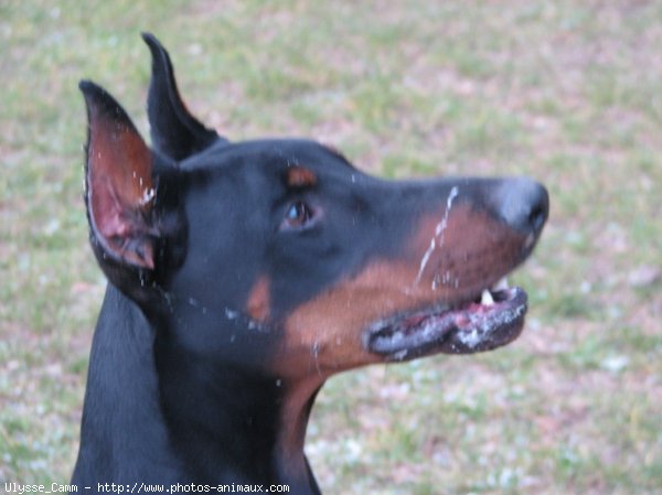 Photo de Dobermann