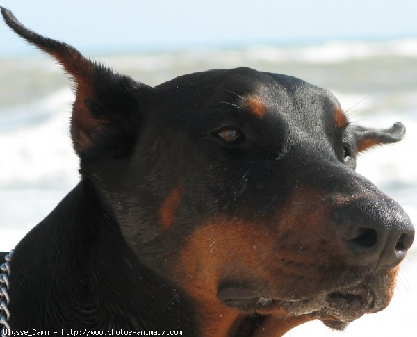 Photo de Dobermann