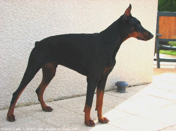 Photo de Dobermann