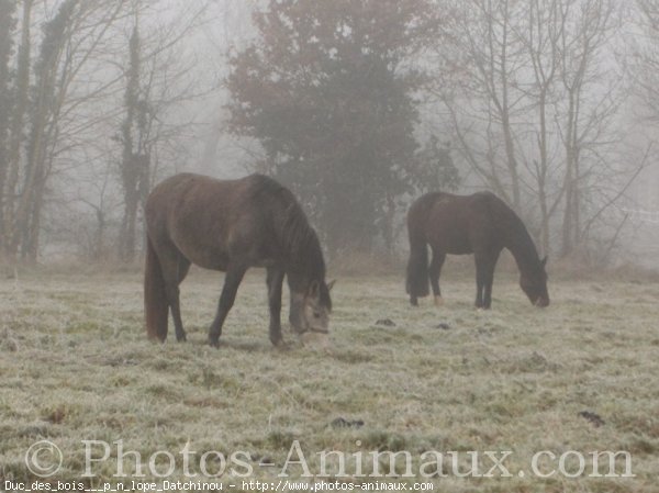 Photo de Races diffrentes