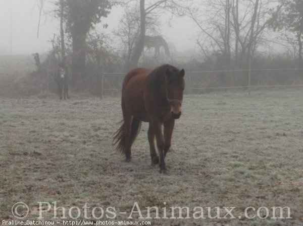 Photo de Races diffrentes