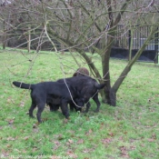 Photo de Labrador retriever