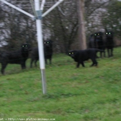 Photo de Labrador retriever