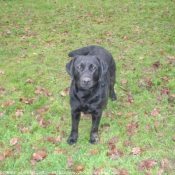 Photo de Labrador retriever